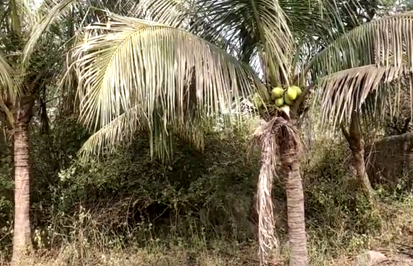 Evangeline Consultancy, Vellore